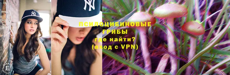 Псилоцибиновые грибы Psilocybe  Улан-Удэ 